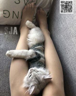 全职法师 第3季 2018_BD英语在线播放观看
